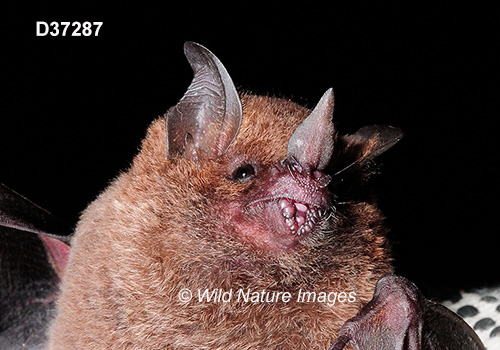 Carollia perspicillata, Seba's Short-tailed Bat